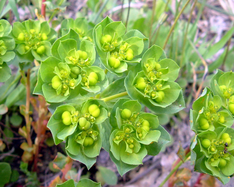 Euphorbia helioscopia / Euforbia calenzuola